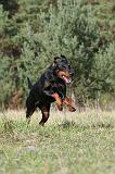 DOBERMANN 279